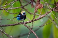 Tangara maskova - Tangara larvata - Golden-hooded Tanager o5057